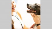 Animal Health Care Denver