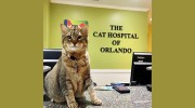 Cat Hospital Of Orlando